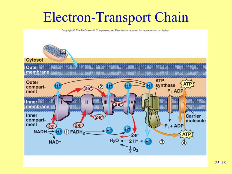 The Gallery For --> Transamination And Deamination