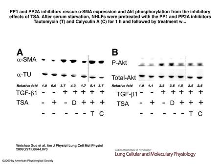 PP1 and PP2A inhibitors rescue α-SMA expression and Akt phosphorylation from the inhibitory effects of TSA. After serum starvation, NHLFs were pretreated.