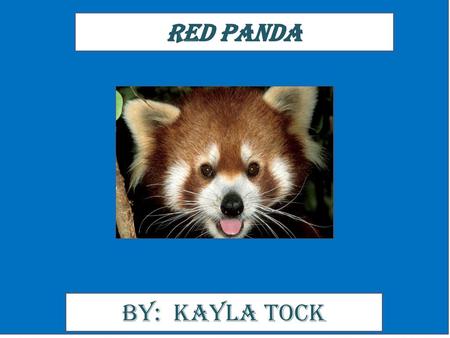Red Panda By: Kayla Tock