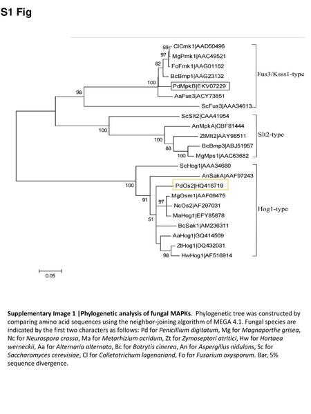 S1 Fig Supplementary Image 1 |Phylogenetic analysis of fungal MAPKs. Phylogenetic tree was constructed by comparing amino acid sequences using the neighbor-joining.