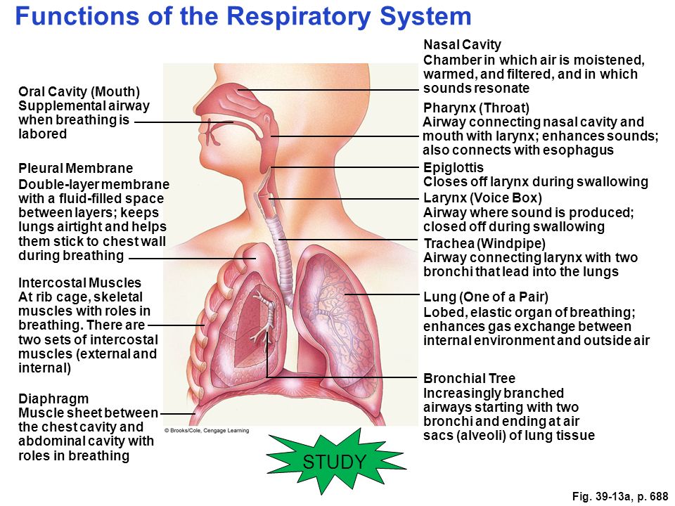 Function Of The Mouth In The Respiratory System 15