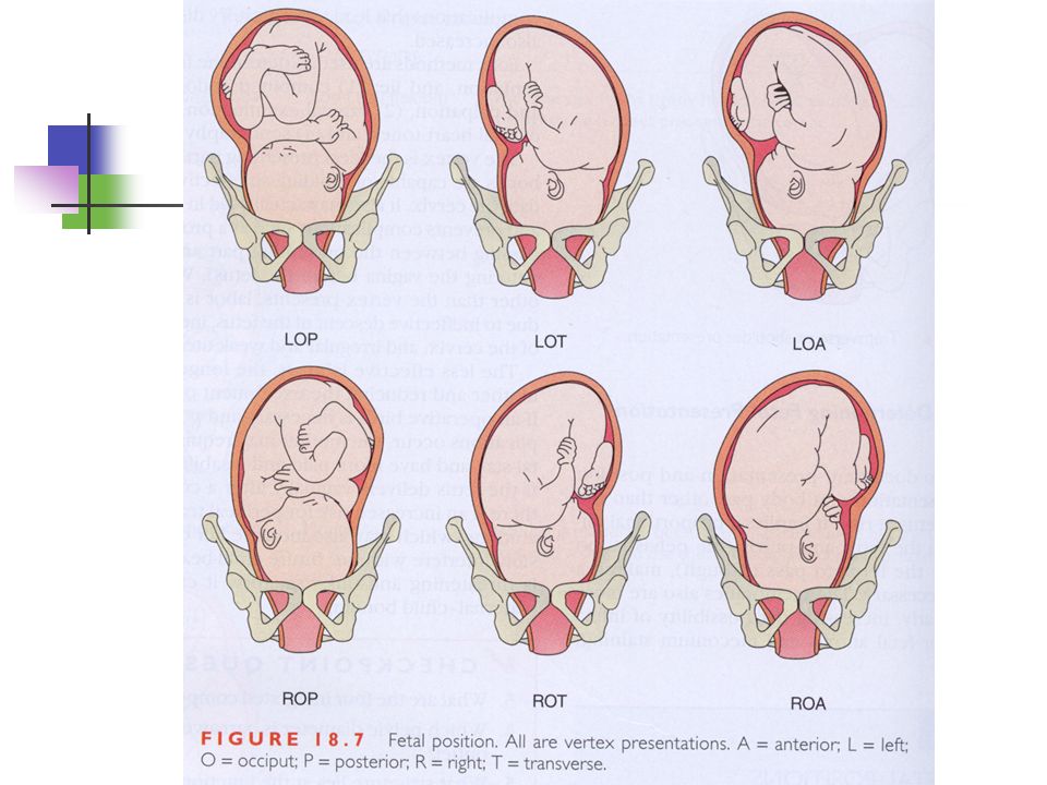 male fertility patterns
