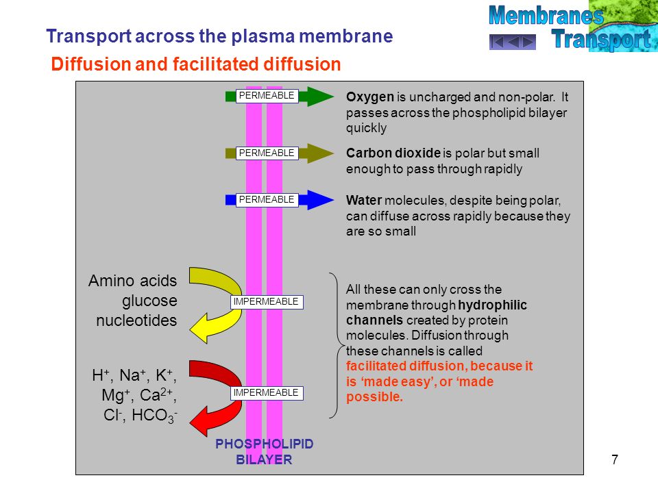 download visual transduction