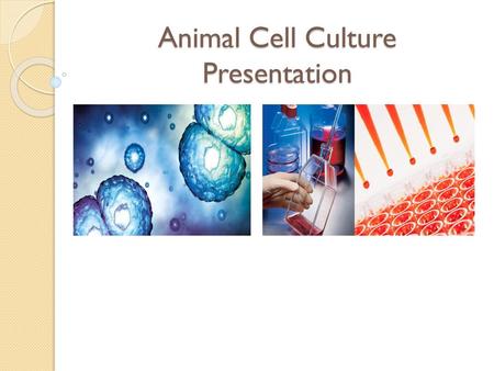 Animal Cell Culture Presentation