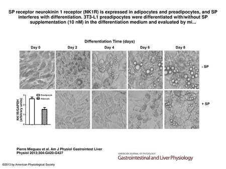 SP receptor neurokinin 1 receptor (NK1R) is expressed in adipocytes and preadipocytes, and SP interferes with differentiation. 3T3-L1 preadipocytes were.