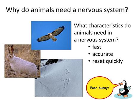 Why do animals need a nervous system?