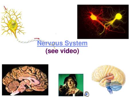 Nervous System (see video)