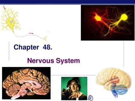 Chapter 48. Nervous System