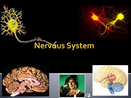 Nervous System Every time you move a muscle & every time you think a thought, your nerve cells are hard at work. They are processing information: receiving.