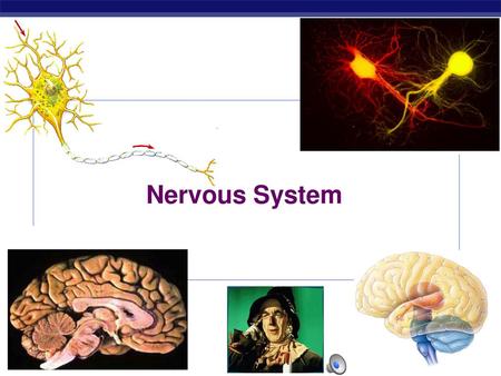 Nervous System Every time you move a muscle & every time you think a thought, your nerve cells are hard at work. They are processing information: receiving.