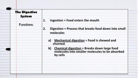 The Digestive System Functions: Ingestion = Food enters the mouth