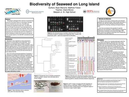 Biodiversity of Seaweed on Long Island