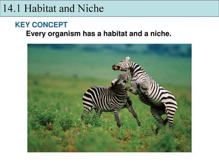 14.1 Habitat and Niche KEY CONCEPT Every organism has a habitat and a niche.