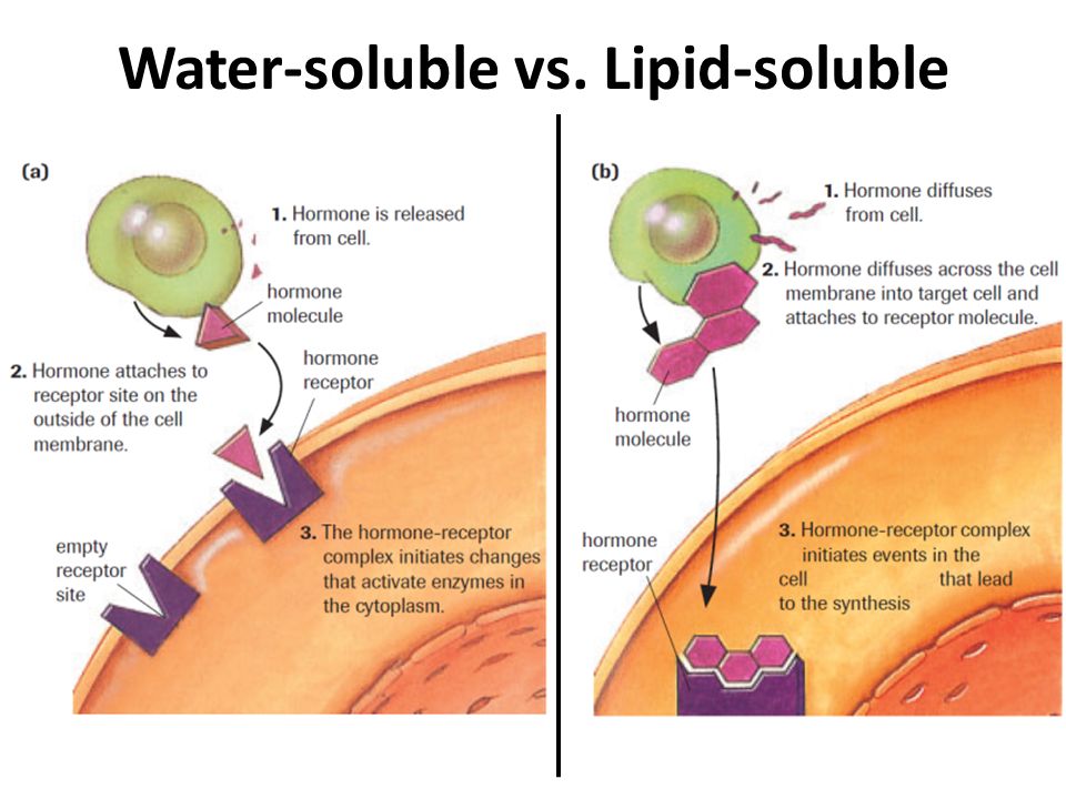 Fat Soluble Vs Water Soluble 6