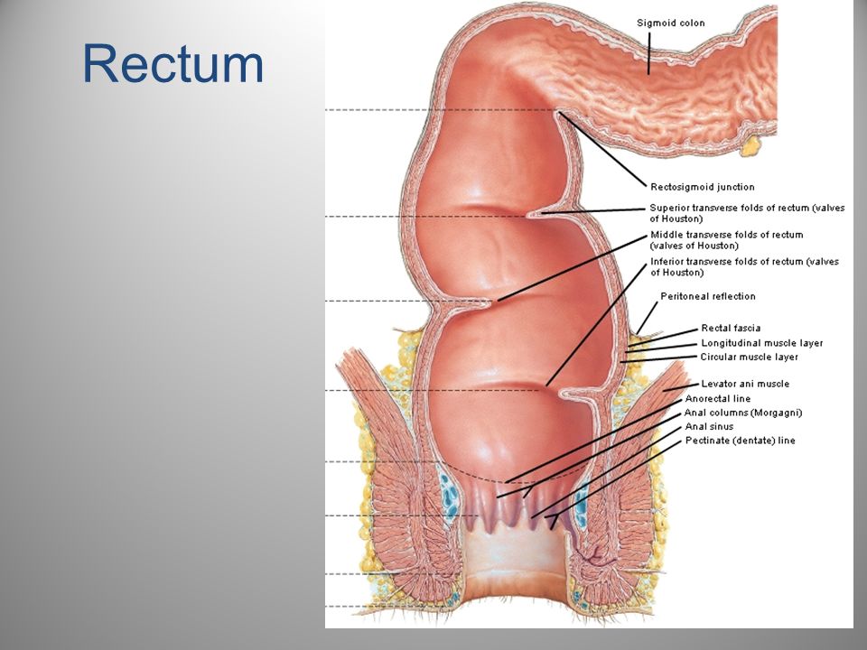 Rectum Anal 12