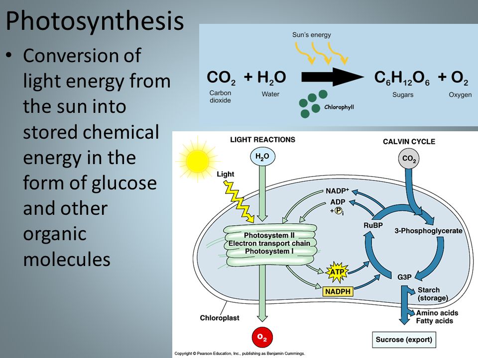 What Role Does Light Energy From The Sun Play In Photosynthesis What Role Does Light Energy From The Sun Play In Photosynthesis