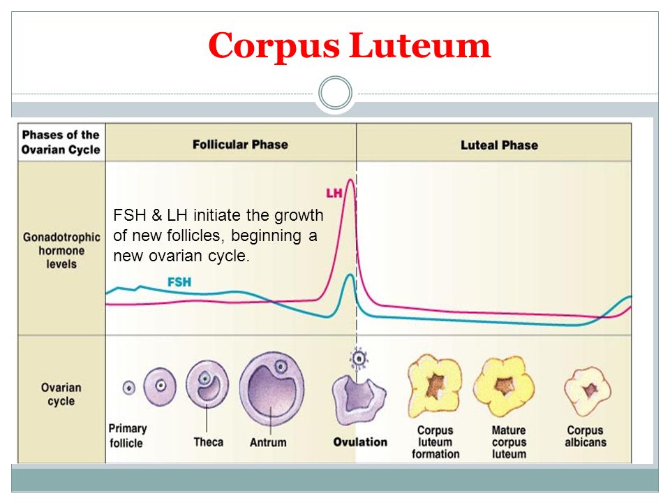 physiology of ovarian cycle guyton hall chapter ppt video online ovarian cycle