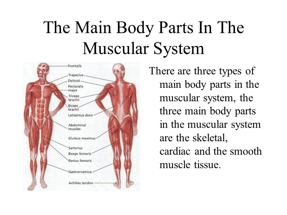Muscular System And Its Parts 56