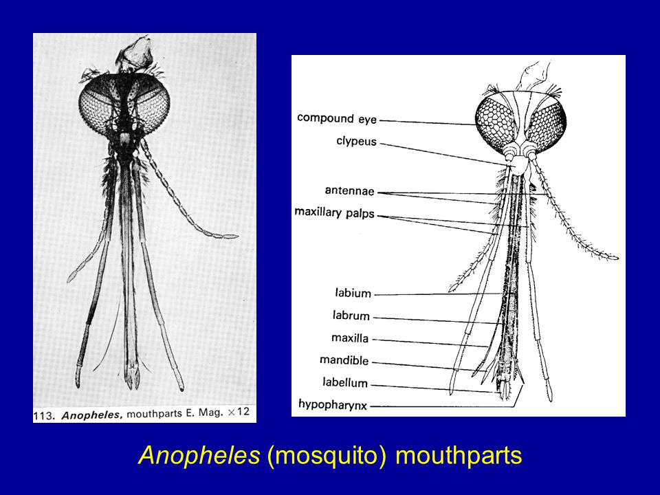 Mosquito Mouth Parts 5