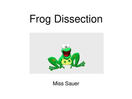 Frog Dissection Miss Sauer.