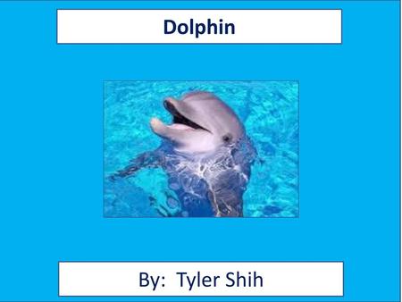 Dolphin 1) Type the name of your animal 2) type your name 3) include a picture of your animal 4) change fonts and colors to personalize. By: Tyler Shih.