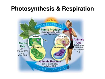 Photosynthesis & Respiration