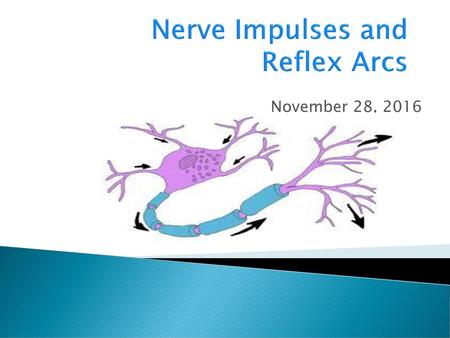 Nerve Impulses and Reflex Arcs