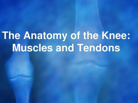 The Anatomy of the Knee: Muscles and Tendons