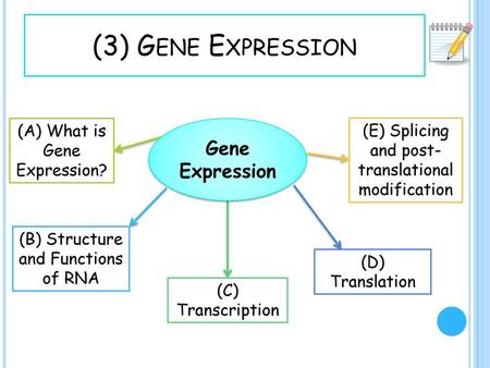 (3) Gene Expression Gene Expression (A) What is Gene Expression?