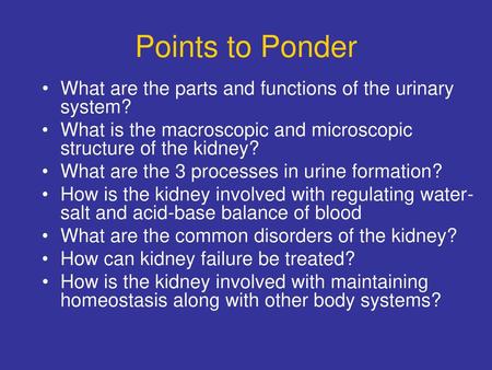 Points to Ponder What are the parts and functions of the urinary system? What is the macroscopic and microscopic structure of the kidney? What are the.