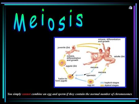 Meiosis You simply cannot combine an egg and sperm if they contain the normal number of chromosomes.