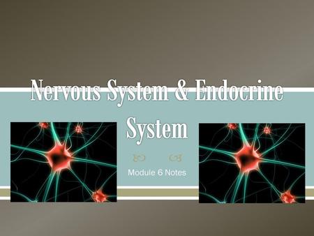 Nervous System & Endocrine System
