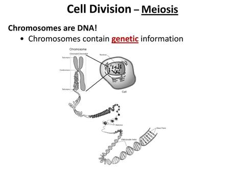 Cell Division – Meiosis