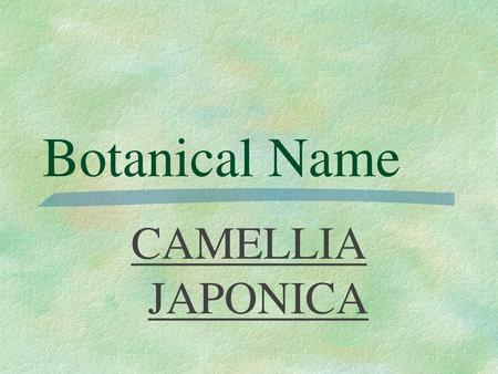 Botanical Name CAMELLIA JAPONICA.