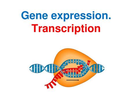 Gene expression. Transcription