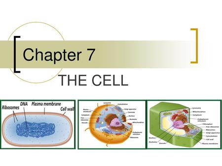 Chapter 7 THE CELL Honors:http://www.phschool.com/webcodes10/index.cfm?fuseaction=home.gotoWebCode&wcprefix=cbk&wcsuffix=9999.