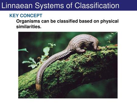 Linnaean Systems of Classification