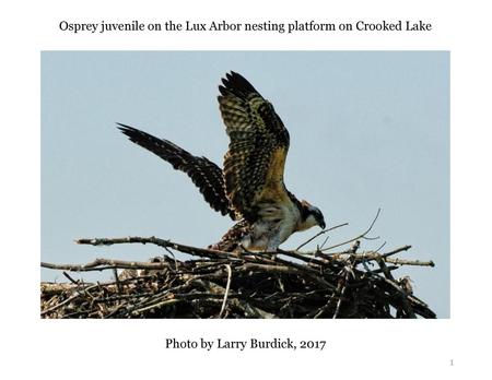 Osprey juvenile on the Lux Arbor nesting platform on Crooked Lake