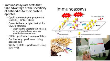 Immunoassays are tests that take advantage of the specificity of antibodies to their protein epitotes. Qualitative example: pregnancy test kits, HIV.