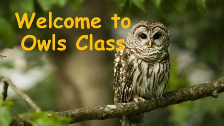 Welcome to Owls Class.