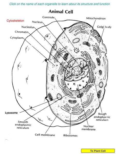 Click on the name of each organelle to learn about its structure and function Cytoskeleton Lysosome To Plant Cell.