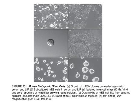 FIGURE Mouse Embryonic Stem Cells