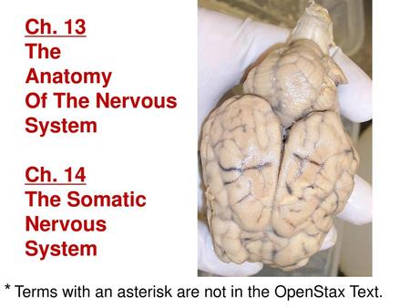 Ch. 13 The Anatomy Of The Nervous System Ch