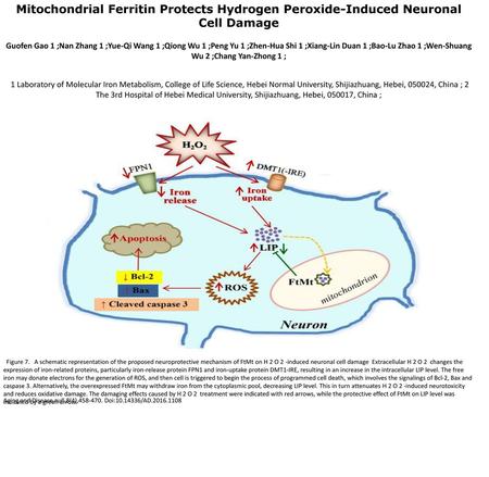 Mitochondrial Ferritin Protects Hydrogen Peroxide-Induced Neuronal Cell Damage Guofen Gao 1 ;Nan Zhang 1 ;Yue-Qi Wang 1 ;Qiong Wu 1 ;Peng Yu 1 ;Zhen-Hua.
