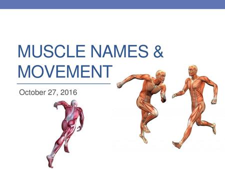 Muscle Names & Movement