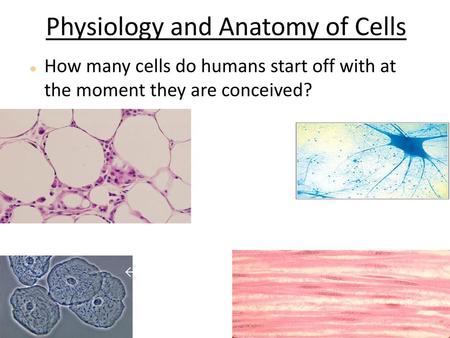 Physiology and Anatomy of Cells