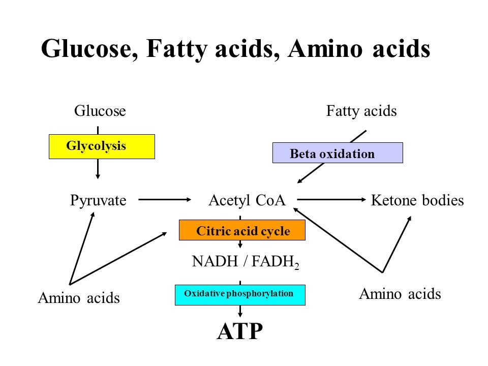 Amino Acids Fat 3