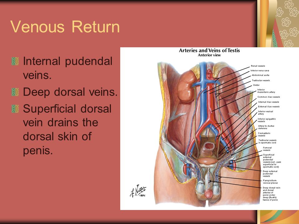 dorsal Clitoris vein deep