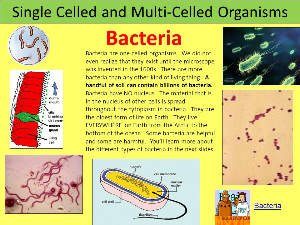 download genetics