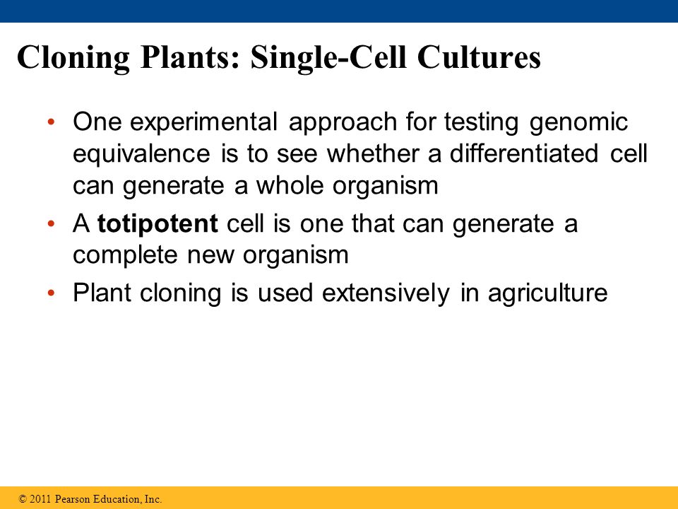 download plant dna fingerprinting